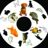 SNAP effekthjul pets